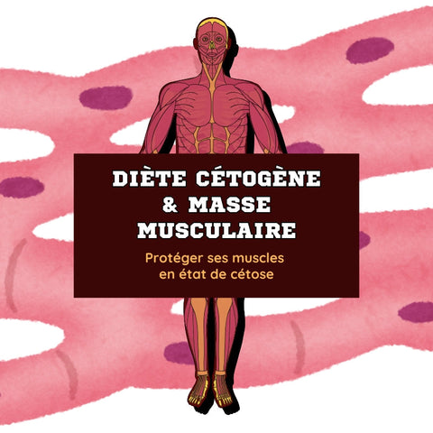 La diète cétogène & masse musculaire