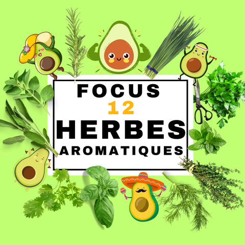 FOCUS 12 HERBES AROMATIQUES